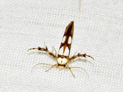 Stathmopoda maculata