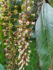 Escallonia pendula