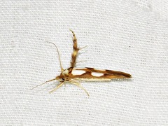 Stathmopoda maculata