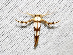 Stathmopoda maculata