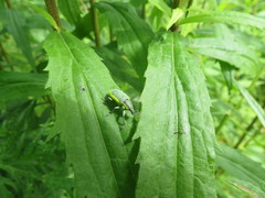 Chlorophanus viridis