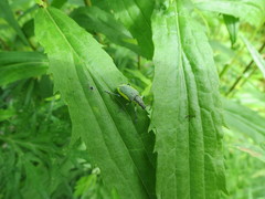 Chlorophanus viridis