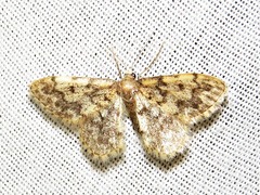 Idaea fumilinea