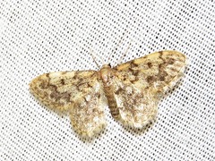 Idaea fumilinea