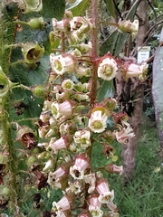 Escallonia pendula