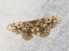 Idaea fumilinea