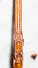 Baculomia