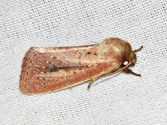 Aspidifrontia rufescens