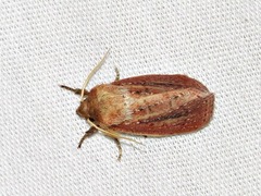 Aspidifrontia rufescens