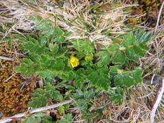 Ranunculus oreophytus