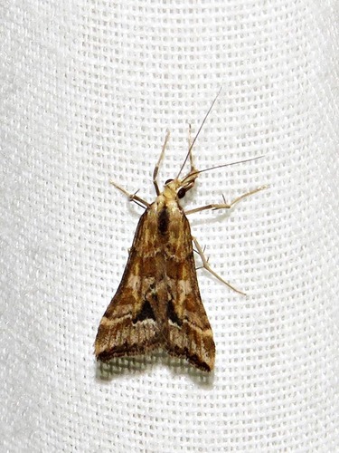 Black Wedge Pyralis