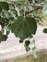 Populus alba