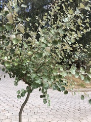 Populus alba