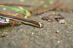 Calliophis intestinalis