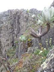 Dendrosenecio elgonensis