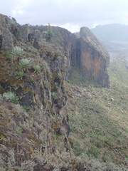 Dendrosenecio elgonensis