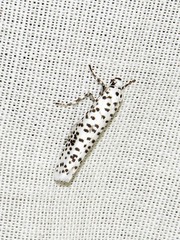 Yponomeuta strigillatus