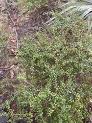 Vaccinium myrsinites