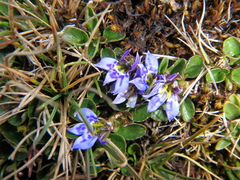 Lobelia lindblomii
