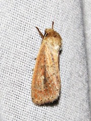 Aspidifrontia rufescens