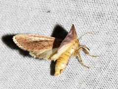 Aspidifrontia rufescens