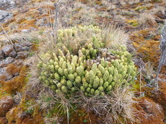 Phlegmariurus saururus