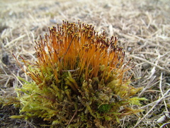 Tetraplodon mnioides