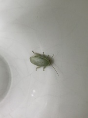 Panchlora thalassina