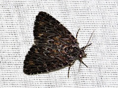 Hadjina carcaroda
