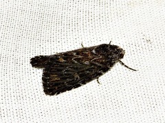 Hadjina carcaroda