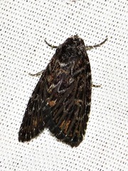 Hadjina carcaroda