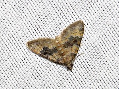 Piercia perizomoides