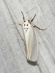 Ilemodes astriga