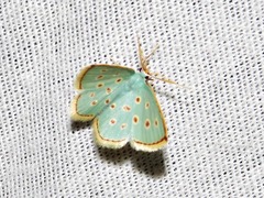 Comostolopsis stillata stillata