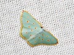 Comostolopsis stillata stillata