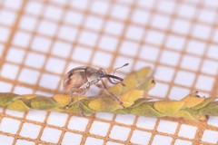 Corimalia tamarisci