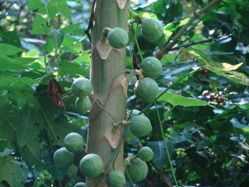 Vasconcellea cauliflora (Vasconcellea cauliflora)