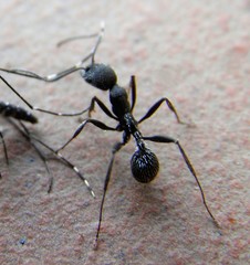 Aphaenogaster senilis