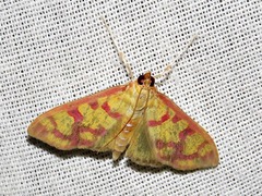 Stenochora lancinalis