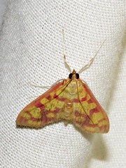 Stenochora lancinalis