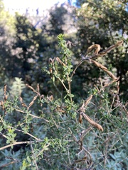 Adenocarpus telonensis