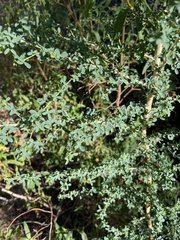 Adenocarpus telonensis