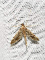 Dolicharthria lanceolalis