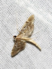 Dolicharthria lanceolalis