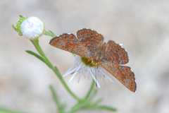 Calephelis arizonensis