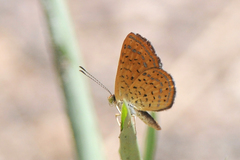 Calephelis arizonensis