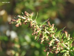 Artemisia princeps