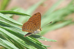 Calephelis arizonensis