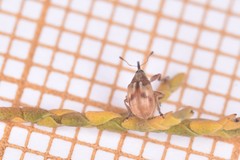 Corimalia tamarisci