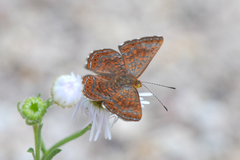 Calephelis arizonensis